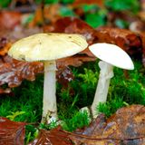 In Deutschland kommt es regelmäßig zu Pilzvergiftungen – vor allem durch den Knollenblätterpilz. Seine Giftstoffe, die Amatoxine, schädigen die Leber und können ein Leberversagen auslösen. Erste Anzeichen wie Übelkeit, Erbrechen, Durchfall und Bauchschmerzen zeigen sich meist etwa sechs Stunden nach dem Essen. Besonders gefährlich ist, dass der Knollenblätterpilz oft mit essbaren Sorten wie dem grünen Täubling verwechselt wird.