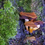 Auch unter den Rauköpfen gibt es hochgiftige Arten – etwa den Spitzgebuckelten oder den Orangefuchsigen Raukopf. Diese Pilze gehören zu den gefährlichsten in Mitteleuropa. Ihr Giftstoff Orellanin kann unbehandelt zu tödlichem Nierenversagen führen. Besonders tückisch: Sie ähneln jungen Pfifferlingen und werden deshalb leicht verwechselt. Wer unsicher ist, sollte lieber auf den Verzehr verzichten oder einen geprüften Pilzberater um Rat fragen.