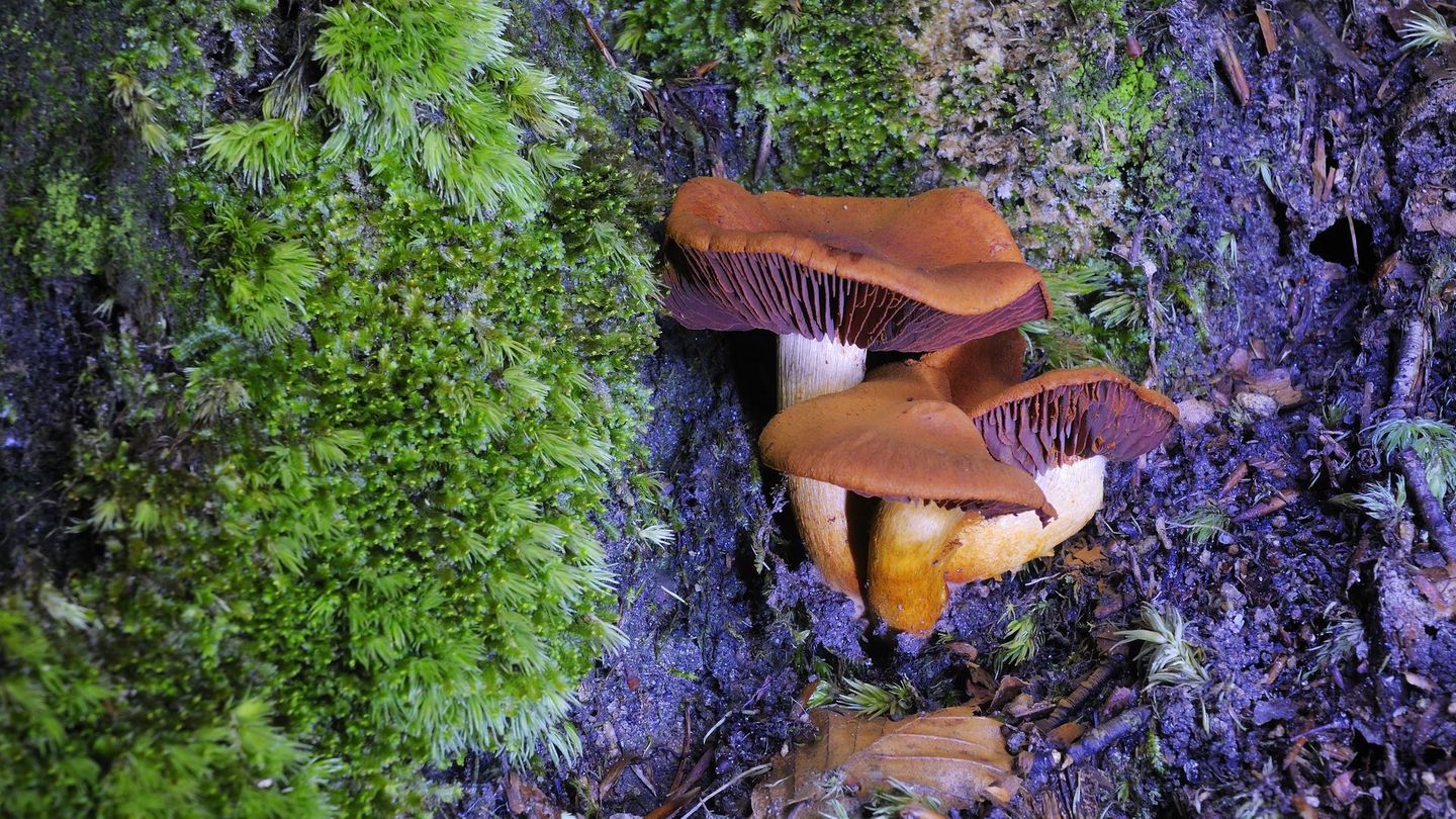 Auch unter den Rauköpfen gibt es hochgiftige Arten – etwa den Spitzgebuckelten oder den Orangefuchsigen Raukopf. Diese Pilze gehören zu den gefährlichsten in Mitteleuropa. Ihr Giftstoff Orellanin kann unbehandelt zu tödlichem Nierenversagen führen. Besonders tückisch: Sie ähneln jungen Pfifferlingen und werden deshalb leicht verwechselt. Wer unsicher ist, sollte lieber auf den Verzehr verzichten oder einen geprüften Pilzberater um Rat fragen.