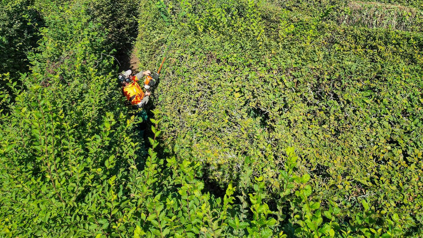 Teile des Gartenreich Dessau-Wörlitz sollen besser gegen Folgen des Klimawandels geschützt werden. (Archivbild) Foto: Jan Woitas
