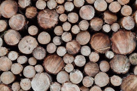 Im Winter ist Holzerntezeit - geschlagenes Holz stapelt sich am Wegesrand. (Symbolbild) Foto: Patrick Pleul/dpa-Zentralbild/ZB