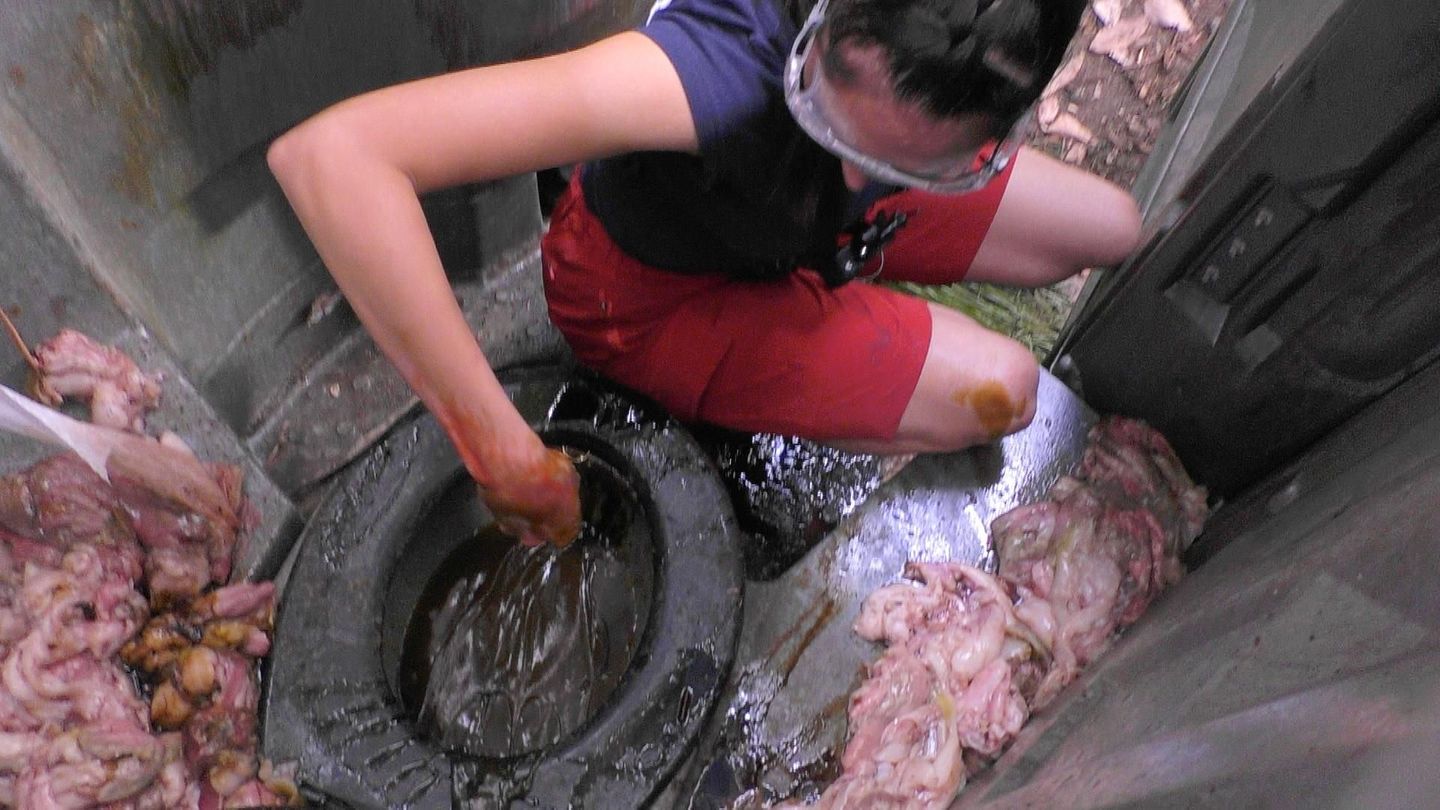 Während Hardy und Simone in Kisten mit jeweils 15 riesigen Pythons ausharren, stromert Samira übers Festivalgelände und sucht insgesamt zwölf Schlüssel. Mit denen können die Sterne befreit werden, die an Schlössern in den Kisten befestigt sind. Insgesamt holen die Drei zusammen sechs von acht Sternen