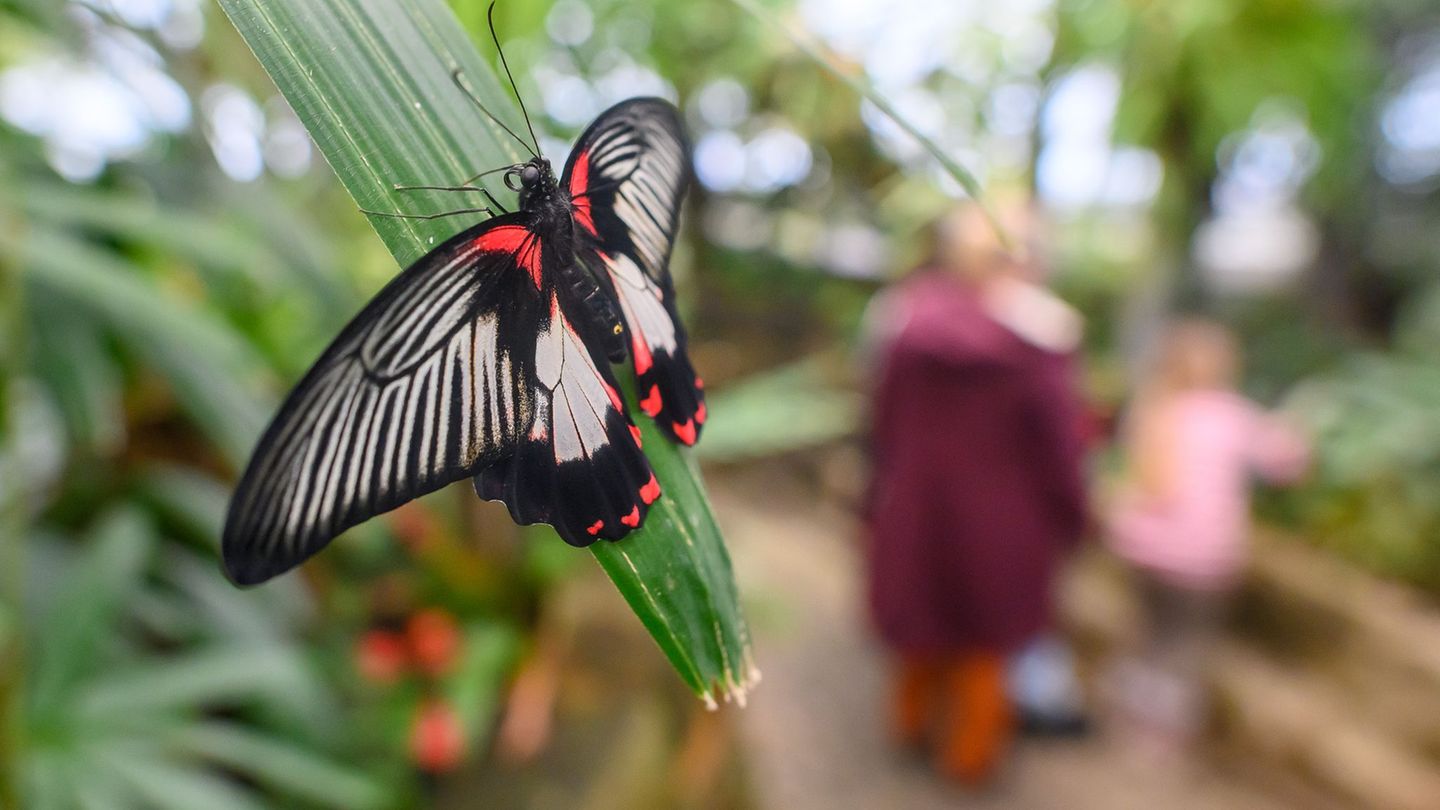Ein Scharlachroter Ritter sitzt im Schmetterlingshaus vom Elbauenpark in Magdeburg auf einem Blatt einer Tropenpflanze. Foto: Kl