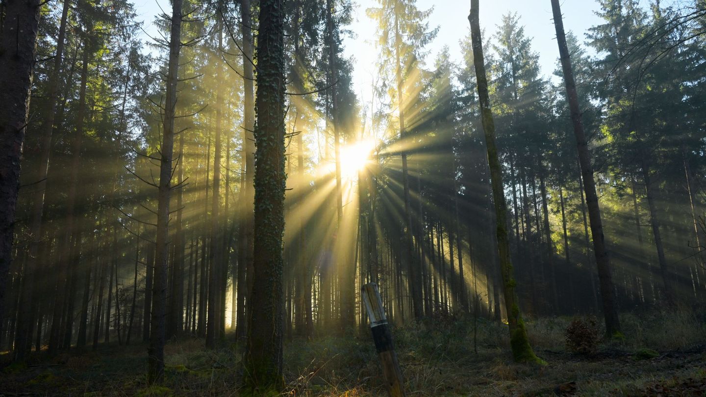 Beim Spazierengehen im Wald ist eine 24-Jährige gestürzt. (Symbolbild) Foto: Malin Wunderlich/dpa