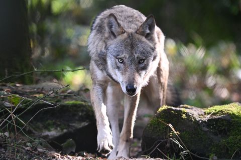 Der Wolf – derzeit vor allem der Wolf auf der Hornisgrinde – polarisiert, er begeistert und verängstigt. (Symbolbild) Foto: Arne