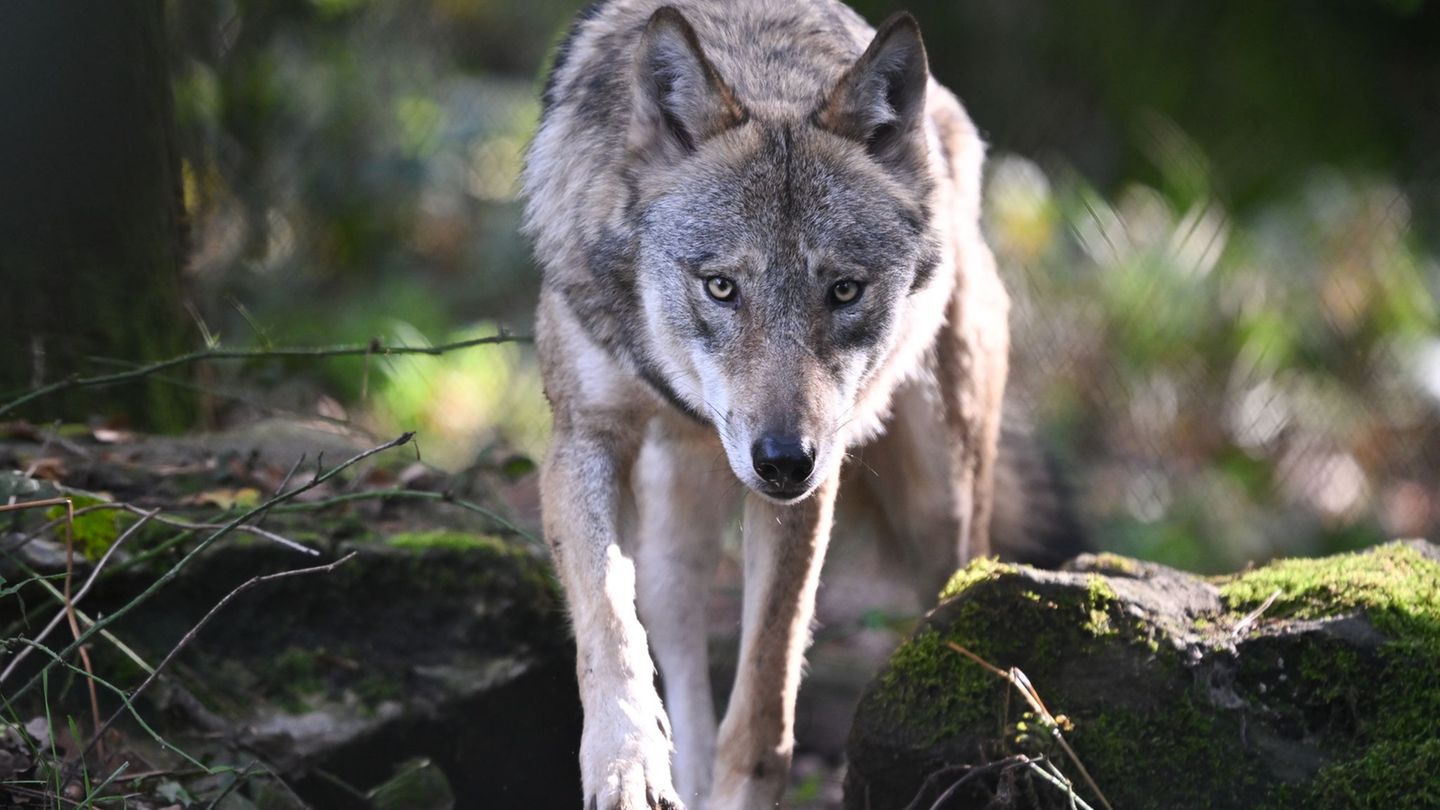 Der Wolf – derzeit vor allem der Wolf auf der Hornisgrinde – polarisiert, er begeistert und verängstigt. (Symbolbild) Foto: Arne