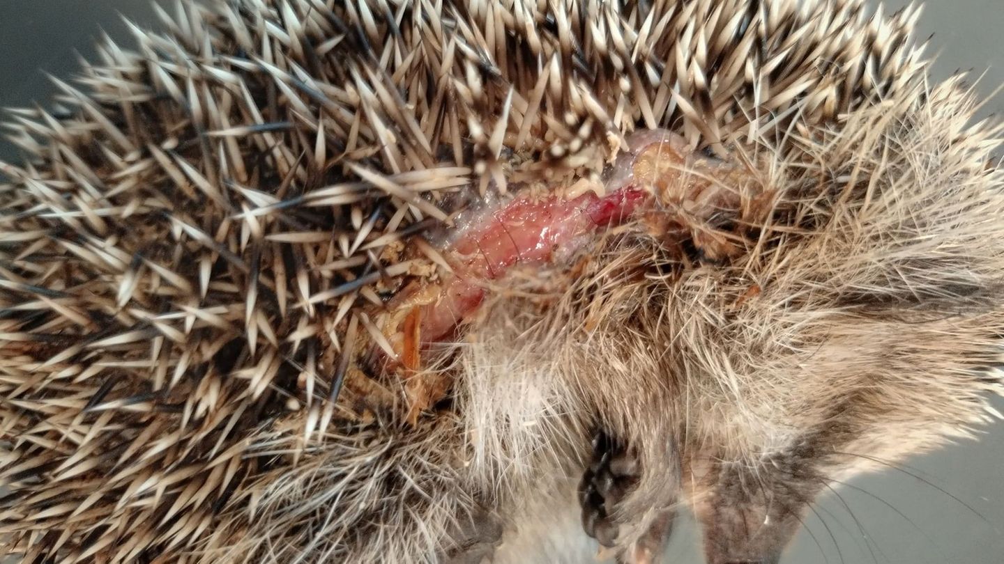 Insbesondere kleine Igel können von den Mährobotern schwer verletzt werden. (Archivbild) Foto: Editha Schneider/Forschungsverbun