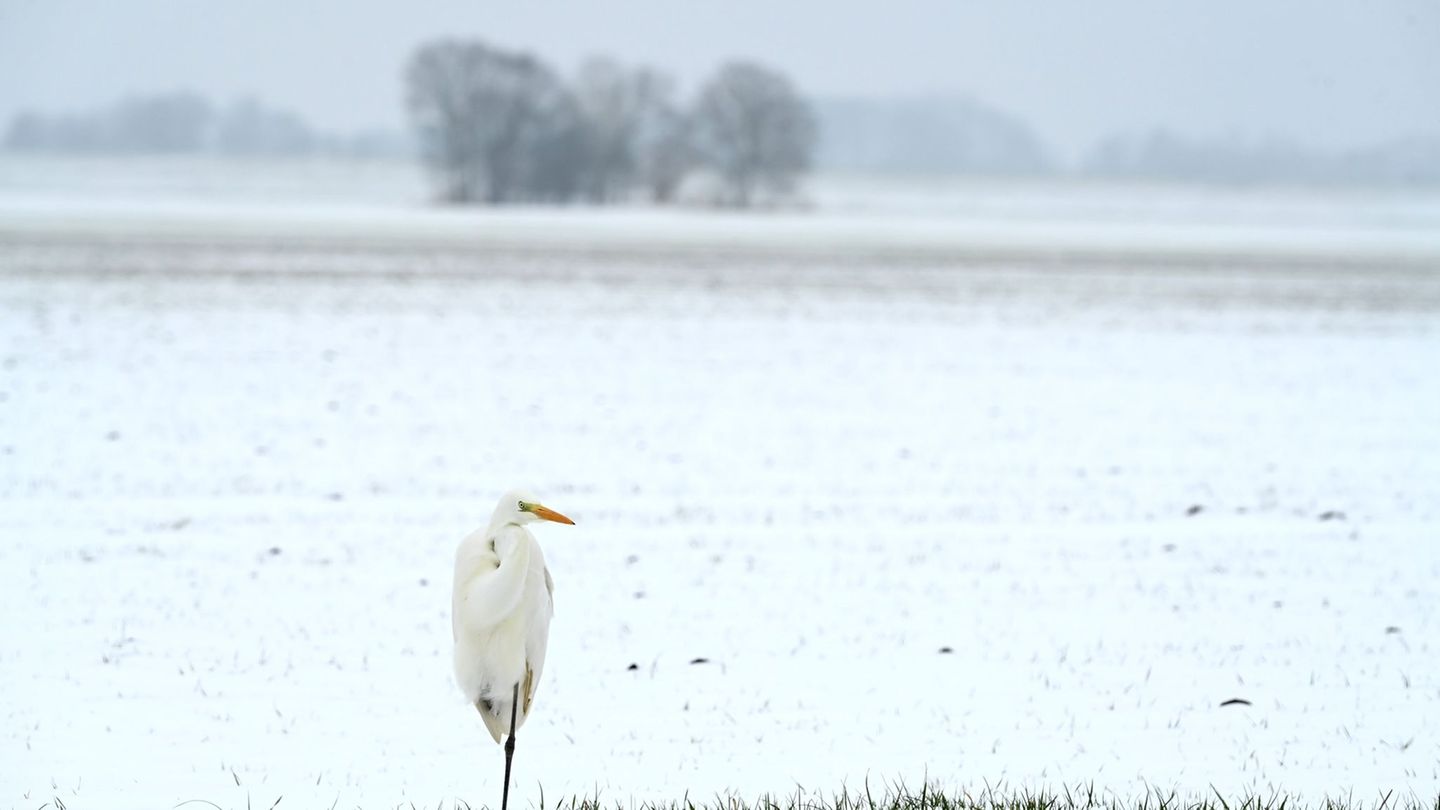 Das ungemütliche Winterwetter hält weiter an. (Symbolbild) Foto: Lars Penning/dpa
