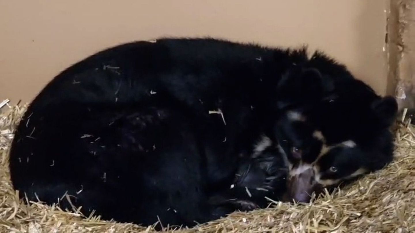 Für Brillenbärenweibchen Tinka ist es der erste Wurf. Foto: Tierpark Berlin/dpa
