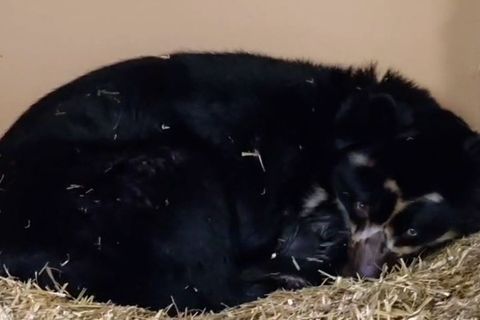 Für Brillenbärenweibchen Tinka ist es der erste Wurf. Foto: Tierpark Berlin/dpa