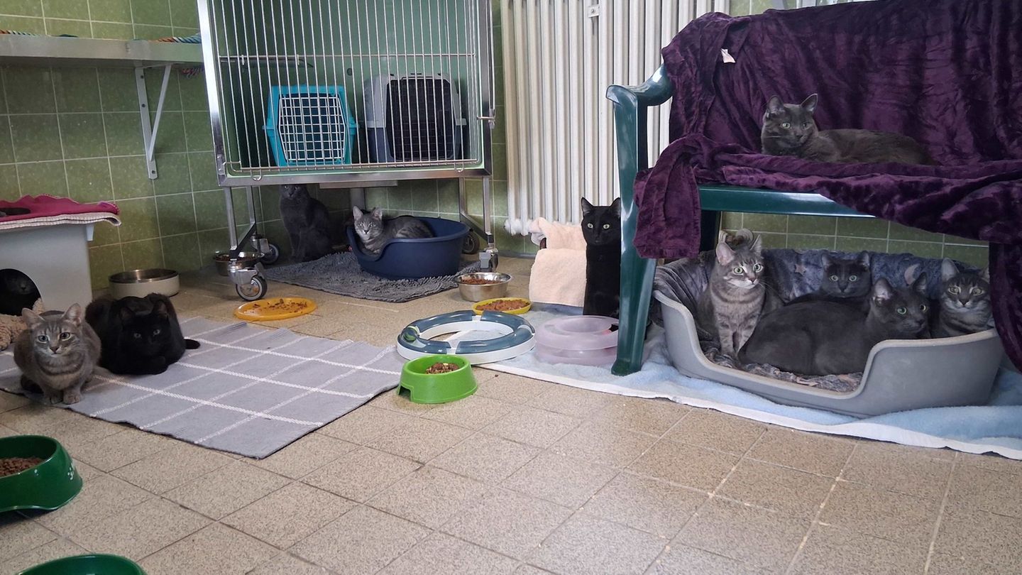Einige der geretteten Katzen sitzen in einem Tierheim in München. Foto: Tierschutzverein München/dpa