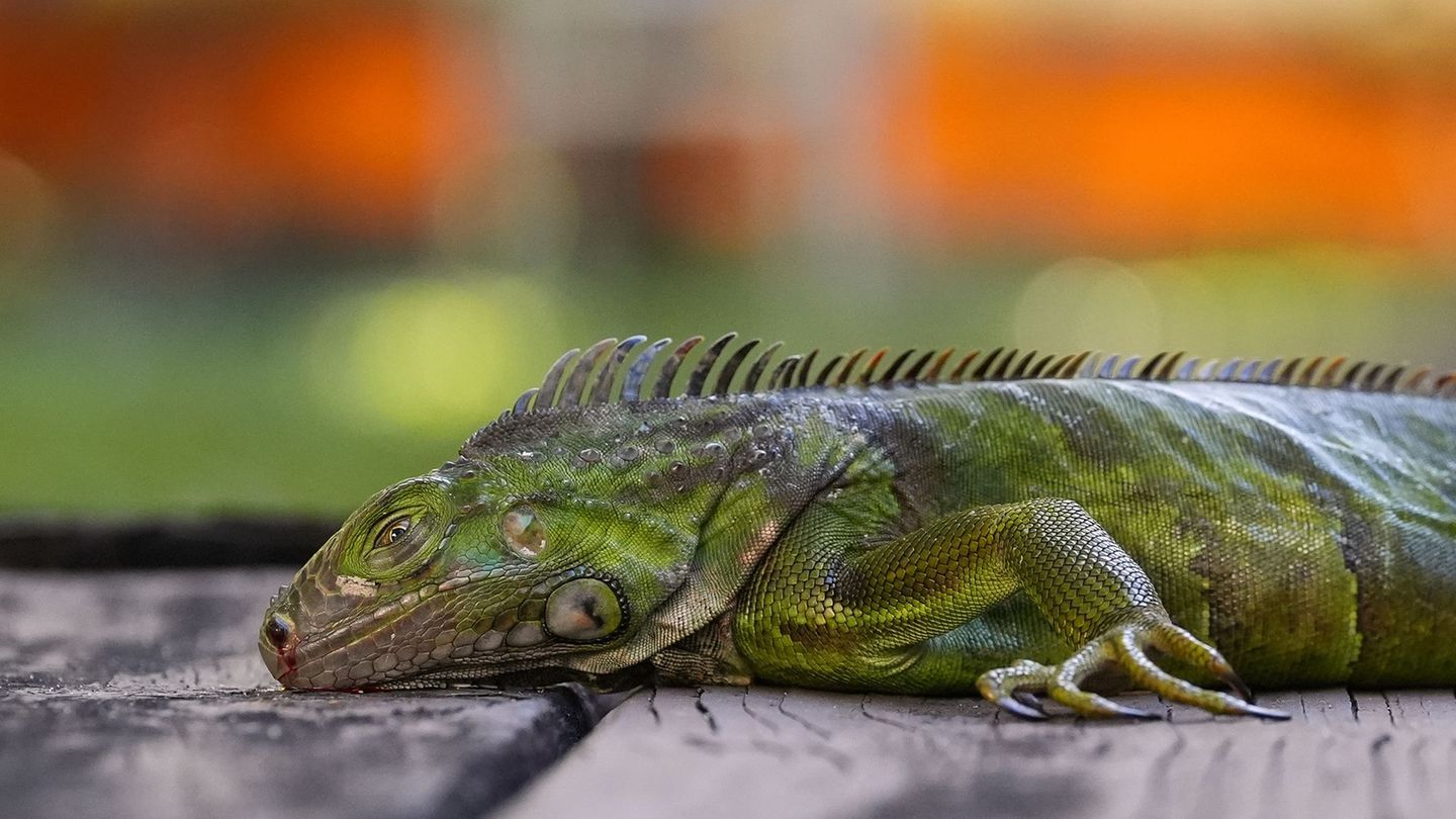 In Südflorida gelten die Tiere als Plage. (Archivfoto) Foto: Rebecca Blackwell/AP/dpa