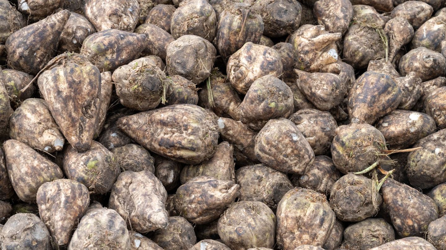 In Niedersachsen ist die Zuckerrübenernte abgeschlossen. (Archivbild) Foto: Stefan Sauer/dpa