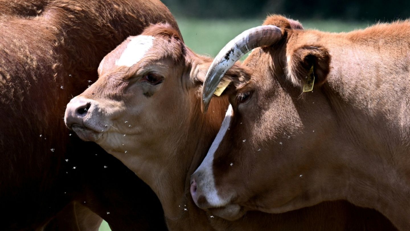 Kühe auf einer Weide
