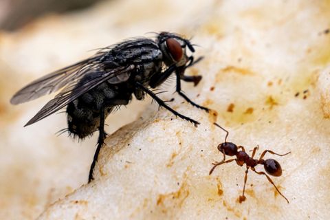 Ameise auf einem Stück Apfel