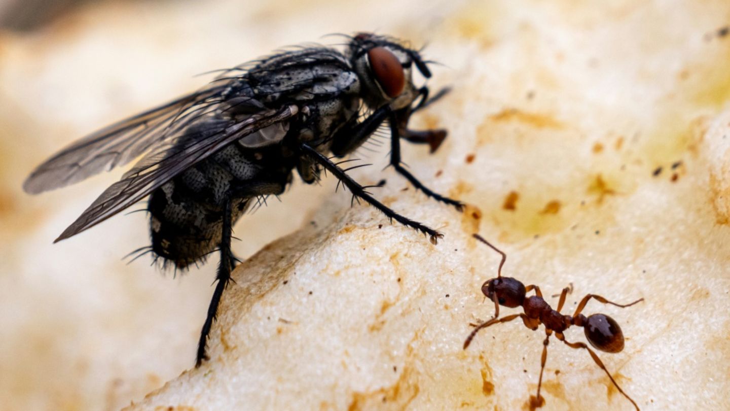 Ameise auf einem Stück Apfel