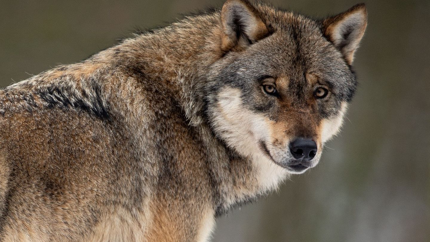 Der Wolf im Nordschwarzwald soll im Auftrag des Umweltministeriums erlegt werden. (Symbolbild) Foto: Swen Pförtner/dpa