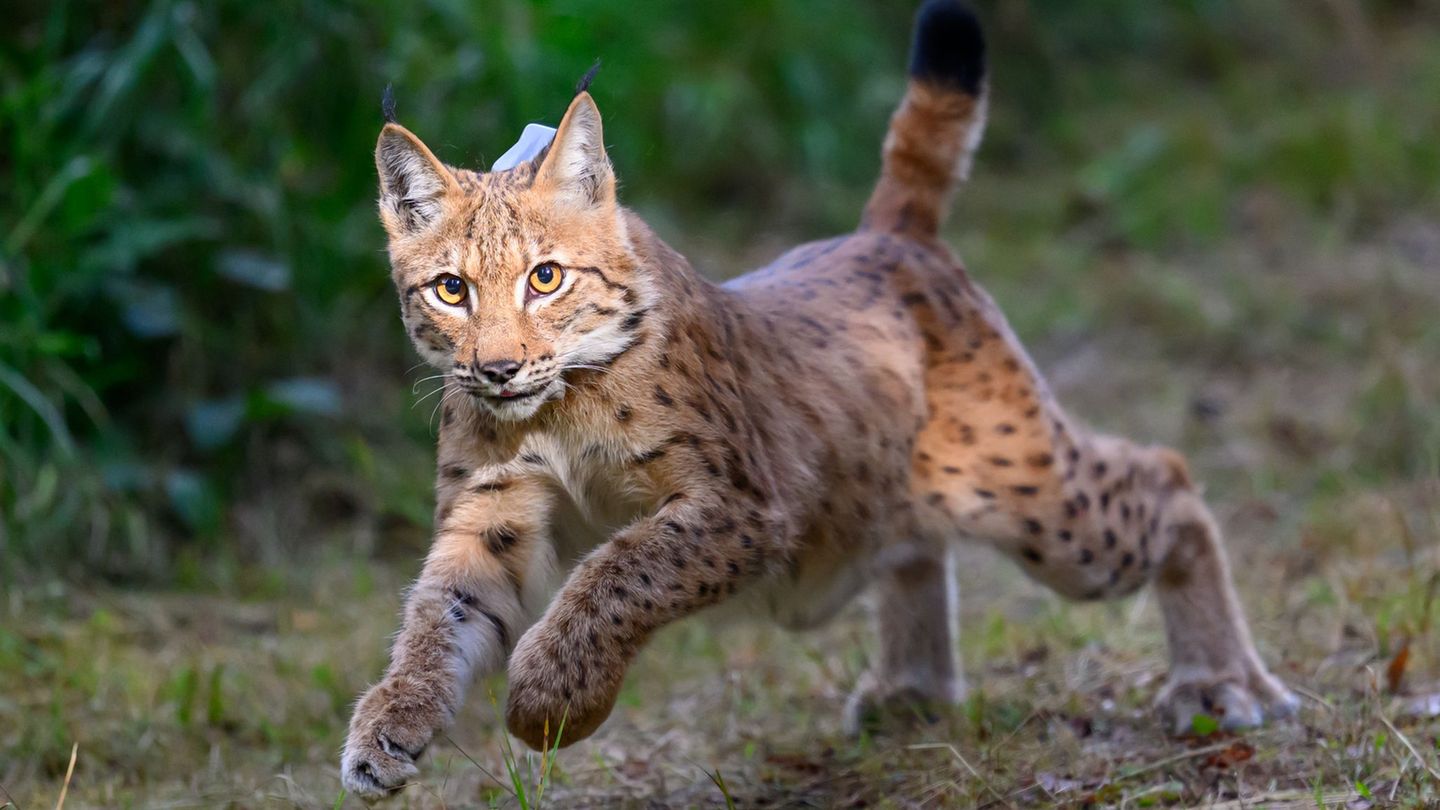 Der Bund für Umwelt und Naturschutz Deutschland hat ein Bildungsprojekt zum Luchs angekündigt (Archivbild). Foto: Hendrik Schmid