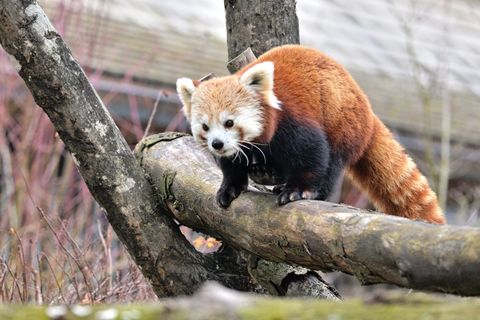 Der Rote Panda namens Yoko soll im Münchner Tierpark Hellabrunn für Nachwuchs sorgen. Foto: Birgit Mohr/Tierpark Hellabrunn/dpa
