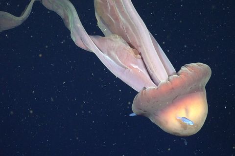 Die Tentakel der Qualle können bis zu zehn Meter lang werden. Foto: ROV SuBastian/Schmidt Ocean Institute/dpa