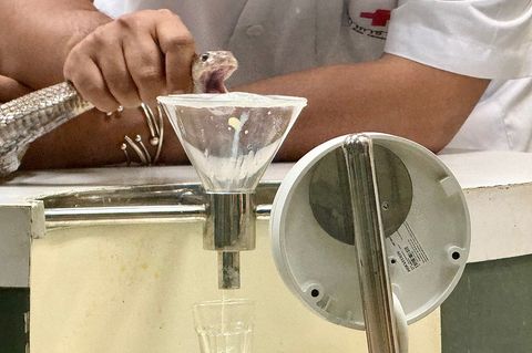 In der Schlangenfarm in Bangkok können Besucher beobachten, wie Schlangen gemolken werden. Foto: Carola Frentzen/dpa