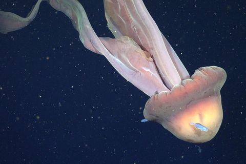 Phantomqualle vor Argentinien