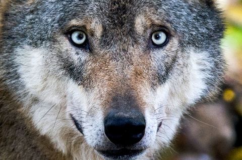 Der Wolf im Nordschwarzwald wurde im Auftrag des Umweltministeriums erlegt. (Symbolbild) Foto: Julian Stratenschulte/dpa