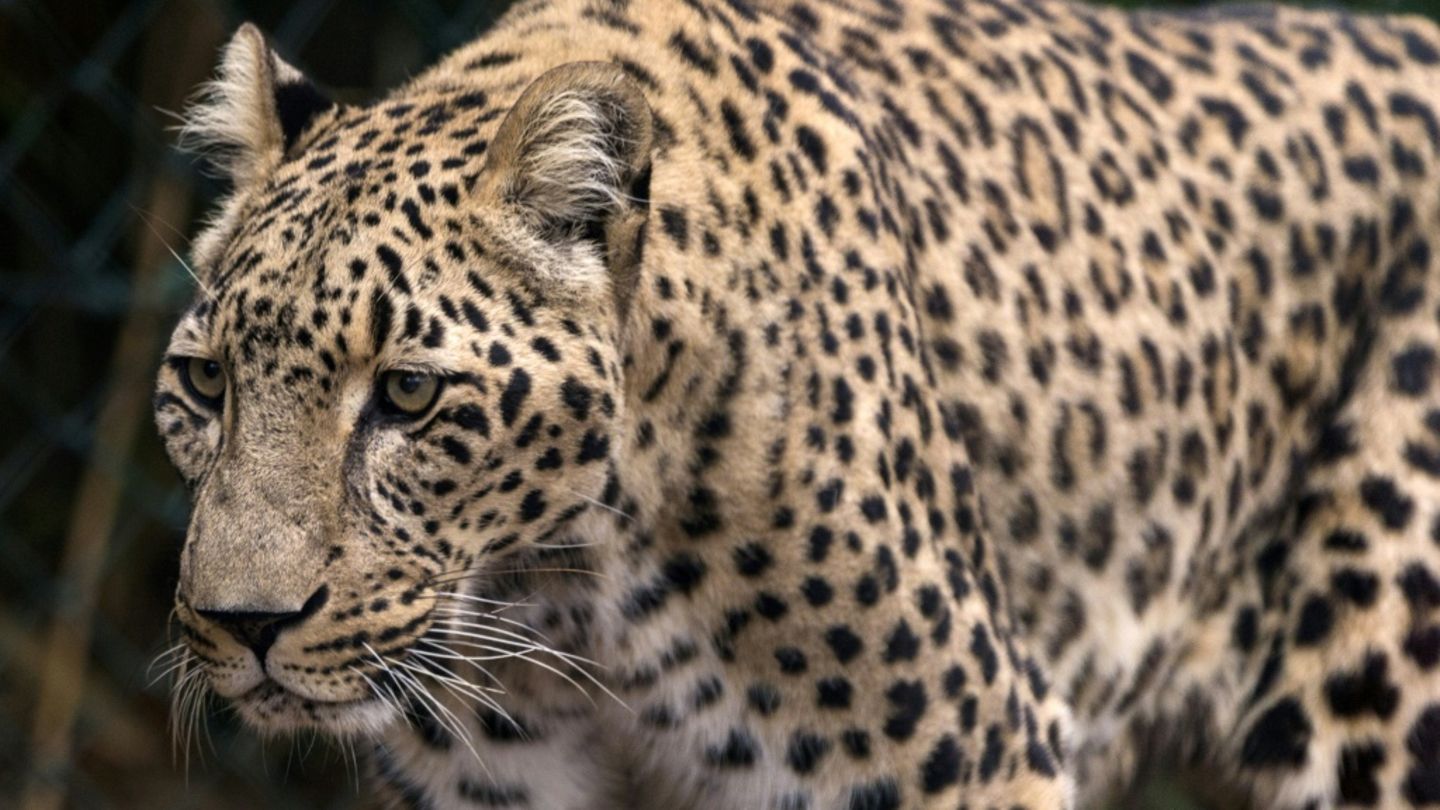 Leopard in einem Zoo in Frankreich