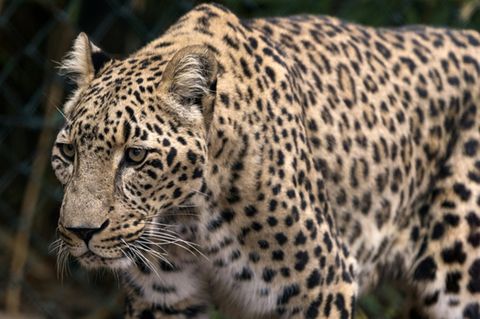 Leopard in einem Zoo in Frankreich
