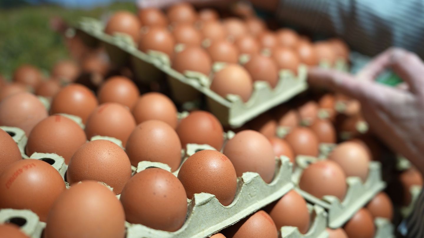 Eier sind im Jahresvergleich deutlich teurer geworden. (Archivbild) Foto: Marcus Brandt/dpa
