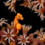 Ein schwangeres Denise-Zwergseepferdchen (Hippocampus denise) versteckt sich zwischen den Fangarmen einer Koralle. Besonders gefreut habe ihn, schreibt der Fotograf, dass die Polypen der Fächerkoralle geöffnet waren – was nicht nur schöner aussieht, sondern auch beweist, dass sich die Koralle und das Seepferdchen durch ihn nicht gestört fühlten