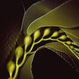 Der Unterwasserfotograf Bruce Hall ist schon lange fasziniert von der Schönheit der Kelpwälder vor der Küste Kaliforniens. Doch gerade die Beschäftigung mit Details der Pflanze stellte ihn vor Herausforderungen: Halls Sehvermögen ist stark eingeschränkt. Mit dieser Nahaufnahme errang er dennoch den vierten Platz in der Kategorie "Makro"