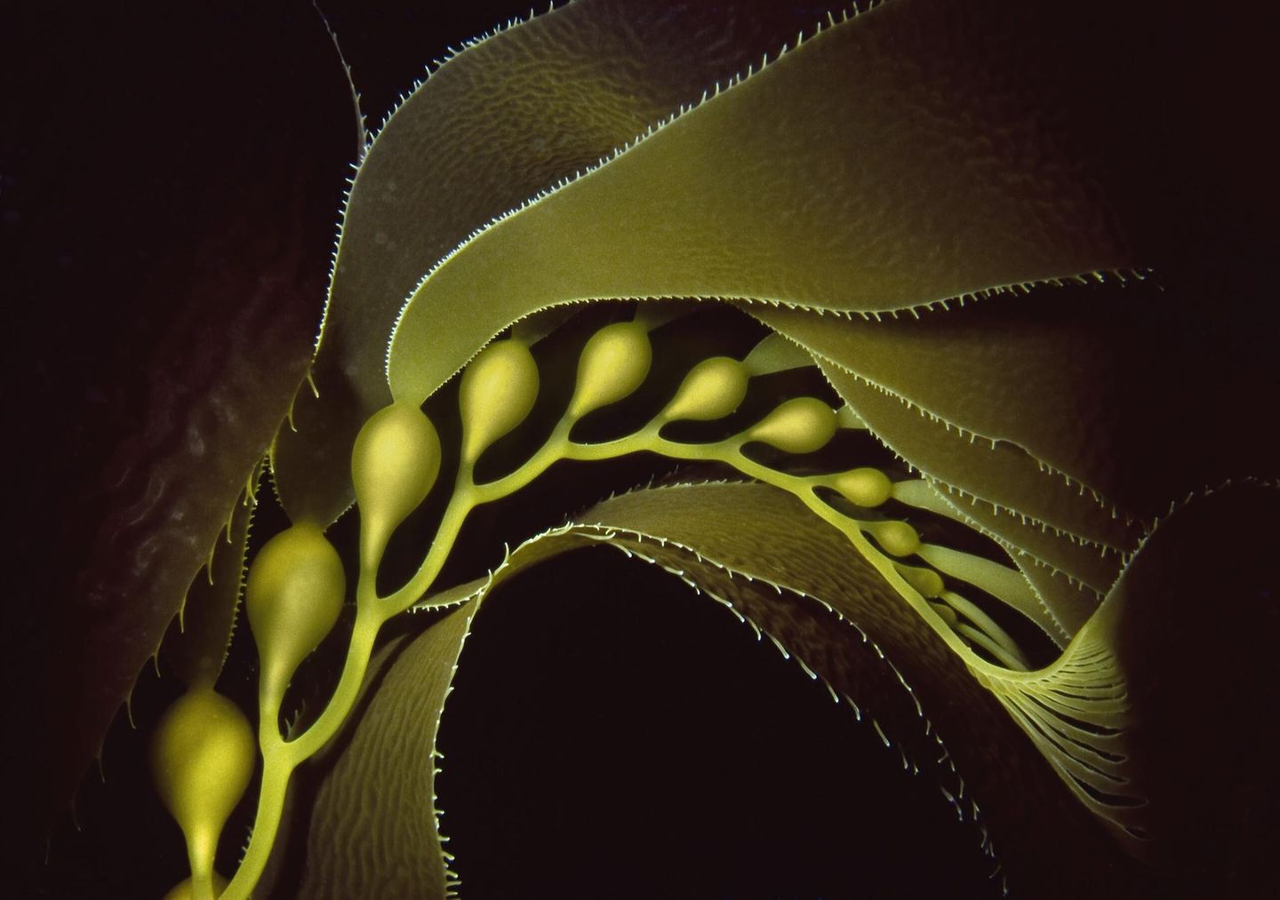 Der Unterwasserfotograf Bruce Hall ist schon lange fasziniert von der Schönheit der Kelpwälder vor der Küste Kaliforniens. Doch gerade die Beschäftigung mit Details der Pflanze stellte ihn vor Herausforderungen: Halls Sehvermögen ist stark eingeschränkt. Mit dieser Nahaufnahme errang er dennoch den vierten Platz in der Kategorie "Makro"