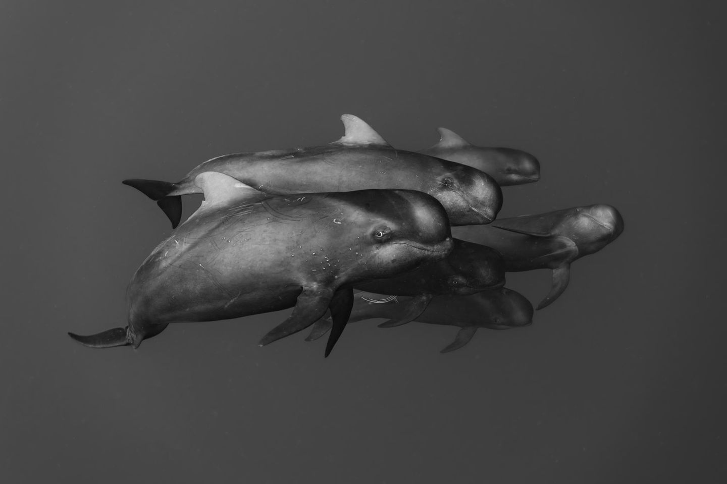 Eine Begegnung mit einer Gruppe von Grindwalen dokumentierte Shunsuke Nakano mit dieser Schwarzweiß-Aufnahme. Der Fotograf weist darauf hin, dass die markante Kerbe in der Rückflosse der beiden vorderen Tiere auf eine enge Verwandschaft hindeutet. Die Aufnahme trug ihm eine lobende Erwähnung in der Kategorie "Schwarzweiß" ein