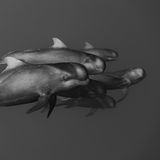 Eine Begegnung mit einer Gruppe von Grindwalen dokumentierte Shunsuke Nakano mit dieser Schwarzweiß-Aufnahme. Der Fotograf weist darauf hin, dass die markante Kerbe in der Rückflosse der beiden vorderen Tiere auf eine enge Verwandschaft hindeutet. Die Aufnahme trug ihm eine lobende Erwähnung in der Kategorie "Schwarzweiß" ein