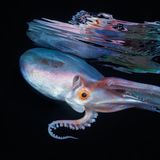 Diesen Löcherkraken, englisch Blanket octopus, entdeckte der Fotograf bei einem Nachttauchgang im rabenschwarzen Wasser der Philippinen. Nachts zu tauchen ist besonders reizvoll, weil sich im Schutz der Dunkelheit Kreaturen der Tiefe zeigen, die tagsüber das Licht scheuen. Allerdings braucht es auch einige Übung, denn das völlige Fehlen von Orientierungspunkten ist für Taucher zunächst verwirrend. Und nicht ungefährlich. Mit dem Foto errang der Fotograf eine lobende Erwähnung in der Kategorie "Blackwater"