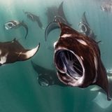 An manchen Tagen im Jahr, abhängig von Jahreszeit, Gezeiten, Mondphasen und Strömungen, verwandelt sich die Hanifaru-Bucht auf den Malediven in ein riesiges Plankton-Buffet für Dutzende, manchmal auch Hunderte von Riffmantas. Die Aufnahme bekam von der Jury eine lobende Erwähnung in der Rubrik "Compact Behavior"