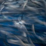 In der Magdalena-Bucht (Mexiko) fing James Ferrera diese Jagdszene ein: Durch einen Vorhang aus wild flüchtenden Sardinen ist ein Gestreifter Marlin erkennbar. Der blitzschnelle Jäger wartet auf einen günstigen Moment. Ein Bild, das dem Fotografen in der Kategorie "Weitwinkel" den vierten Platz einträgt