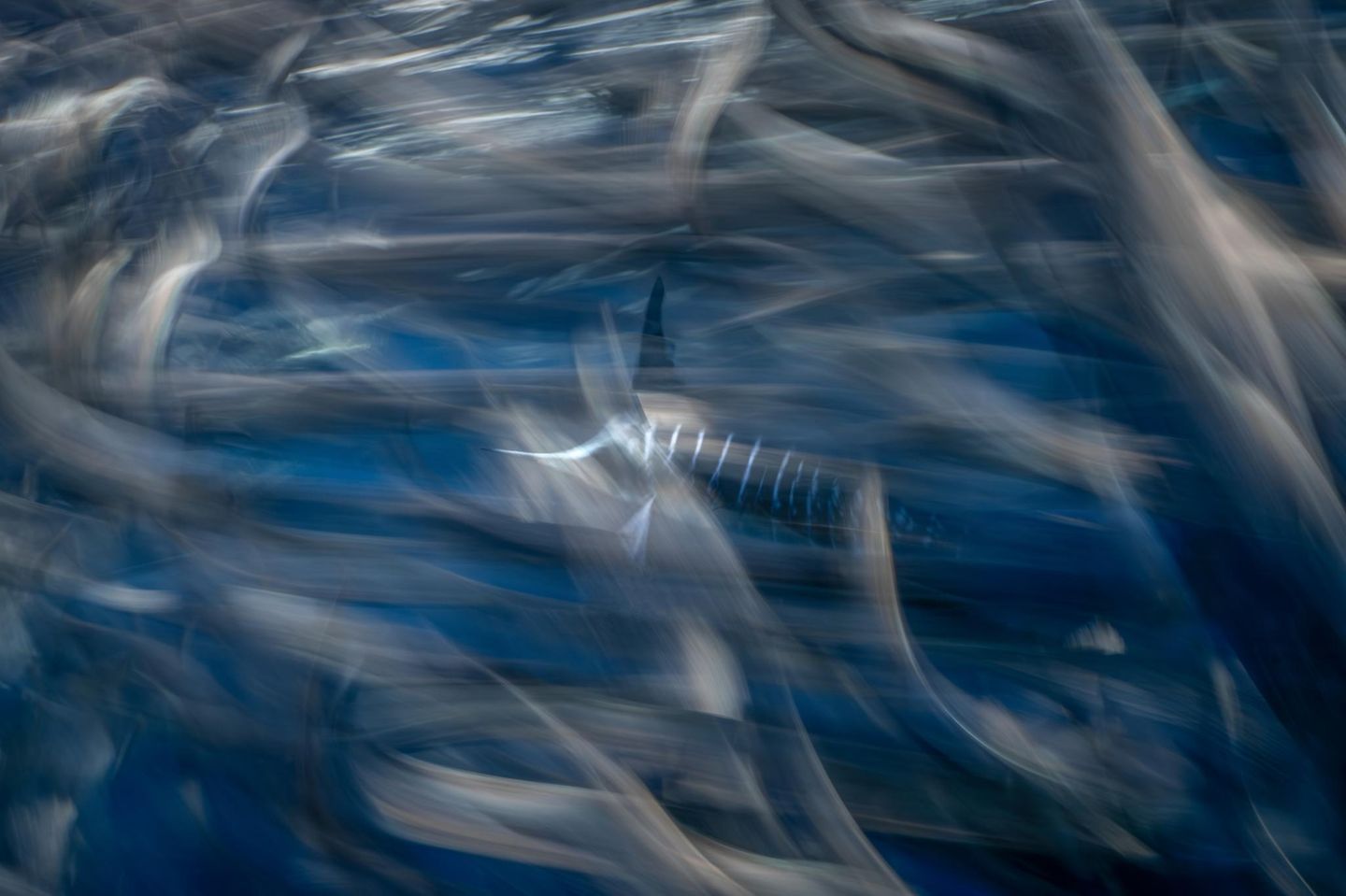 In der Magdalena-Bucht (Mexiko) fing James Ferrera diese Jagdszene ein: Durch einen Vorhang aus wild flüchtenden Sardinen ist ein Gestreifter Marlin erkennbar. Der blitzschnelle Jäger wartet auf einen günstigen Moment. Ein Bild, das dem Fotografen in der Kategorie "Weitwinkel" den vierten Platz einträgt