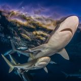 Seidenhaie patrouillieren im Licht der untergehenden Sonne im flachen Wasser der Küste vor der Karibikinsel Kuba. Das Foto von Byron Conroy schaffte es im Wettbewerb Ocean Art 2025 auf den ersten Platz in der Kategorie "Weitwinkel"
