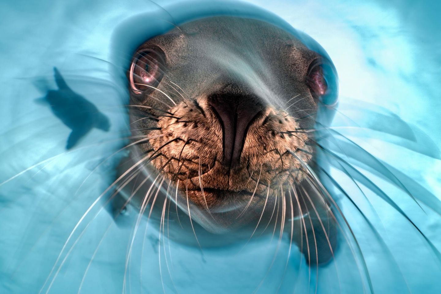 Isla Santa Margarita, Mexiko: Mit einer langen Belichtung gelang es dem Fotografen, die Neugierde und Agilität dieses jungen, verspielten Seelöwen einzufangen – und das Flüchtige des Augenblicks. Zu Recht erhielt das Foto eine lobende Erwähnung in der Rubrik "Porträt"