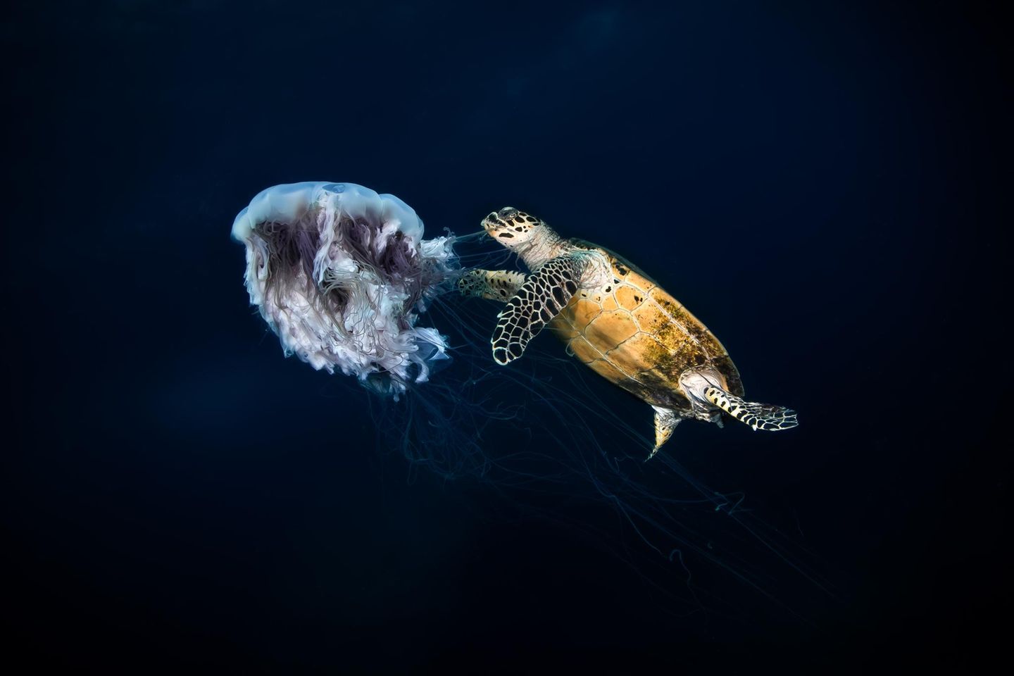 Zufällig, am Ende eines Tauchgangs vor der Küste der malaysischen Insel Tenggol, wurde Mohd Shakir Zeuge dieser ungewöhnlichen Szene: Ohne sich von dem Unterwasserfotografen stören zu lassen, beißt eine Echte Karettschildkröte Stücke aus einer treibenden Qualle. "Die Szene spielte sich ganz natürlich ab – keine Interaktion, keine Störung, nur ein kurzer Einblick in das empfindliche, ausgewogene Ökosystem des Meereslebens", schreibt Shakir zu seinem Bild, mit dem er in der Kategorie "Compact Behavior" den dritten Platz belegt