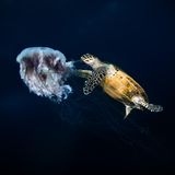 Zufällig, am Ende eines Tauchgangs vor der Küste der malaysischen Insel Tenggol, wurde Mohd Shakir Zeuge dieser ungewöhnlichen Szene: Ohne sich von dem Unterwasserfotografen stören zu lassen, beißt eine Echte Karettschildkröte Stücke aus einer treibenden Qualle. "Die Szene spielte sich ganz natürlich ab – keine Interaktion, keine Störung, nur ein kurzer Einblick in das empfindliche, ausgewogene Ökosystem des Meereslebens", schreibt Shakir zu seinem Bild, mit dem er in der Kategorie "Compact Behavior" den dritten Platz belegt