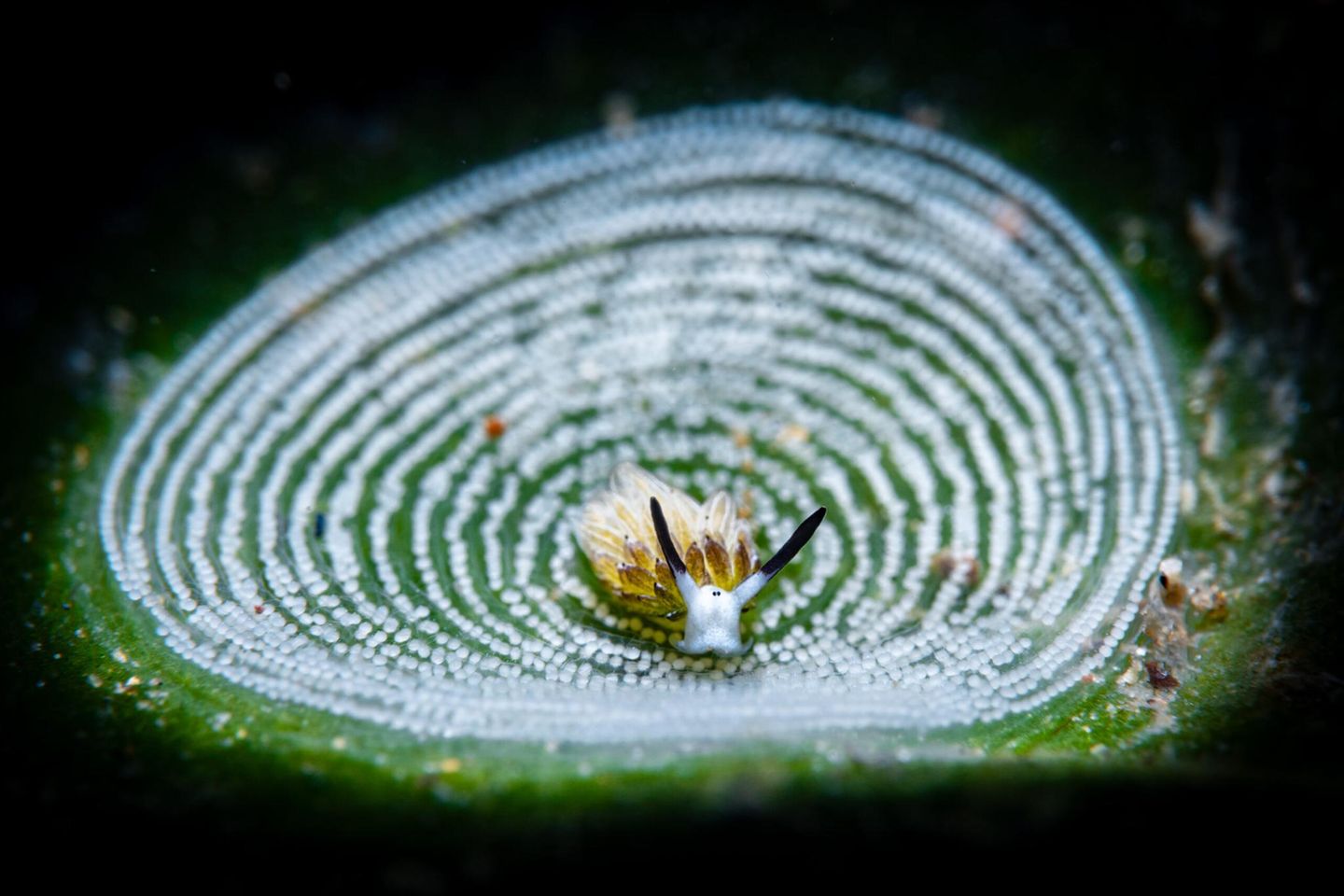 Bei einem Tauchgang nahe der philippinischen Stadt Anilao entdeckte Andrea Michelutti eine Meeresschnecke der Art Costasiella usagi inmitten von Eiern, die eine andere Schneckenart zuvor auf dem Algenblatt hinterlassen hat. Die eigenwillige Choreographie trägt dem Bild den dritten Platz in der Kategorie "Compact Macro" ein
