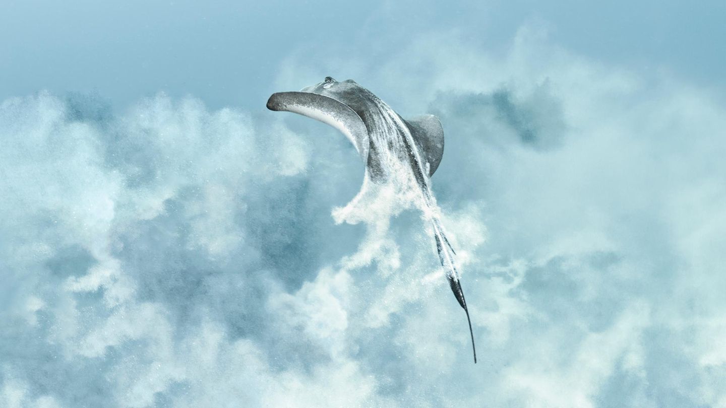 Rochen sind perfekt an das Leben am Meeresgrund angepasst. Werden sie gestört oder bedroht, flüchten sie in einer Wolke aus aufgewirbeltem Sand und Schlamm. So wie dieser Stechrochen am Francesa-Riff vor der Küste Mexikos. Mit der Aufnahme gewinnt die Fotografin den dritten Platz in der Kategorie "Underwater Digital Art"