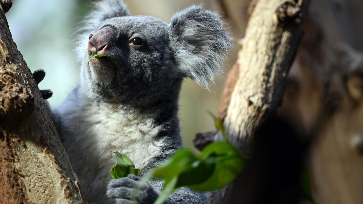 Mandie sorgte 2020 für den ersten Koala-Nachwuchs im Leipziger Zoo. (Archivbild) Foto: Patricia Bartos/dpa