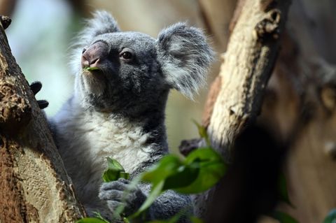 Mandie sorgte 2020 für den ersten Koala-Nachwuchs im Leipziger Zoo. (Archivbild) Foto: Patricia Bartos/dpa