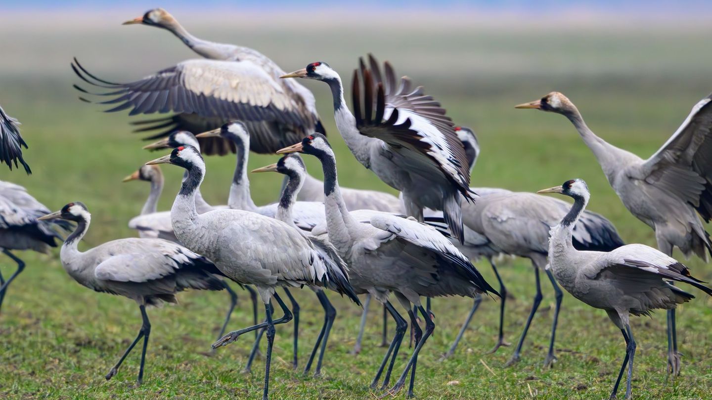 Der Kranichzug ist in vollem Gange. (Archivbild) Foto: Patrick Pleul/dpa