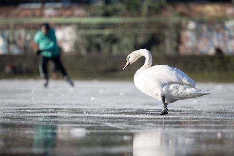Laut der Verbraucherschutzverwaltung gibt es eine auffällig hohe Zahl an infizierten Schwänen (Archivbild). Foto: Sebastian Goll