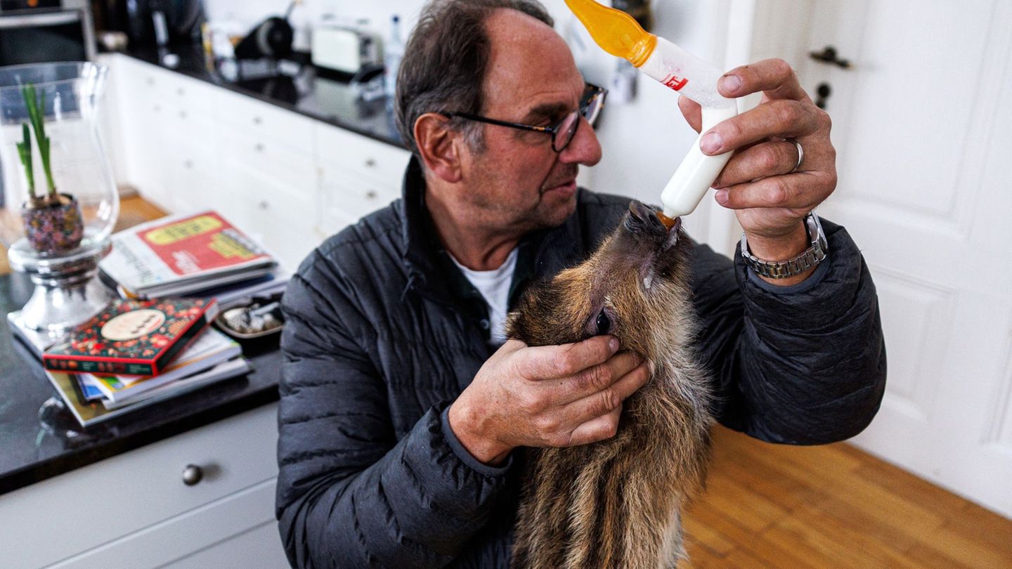 Im Wohnzimmer von Familie Kalden wachsen fünf Frischlinge auf. Foto: Hannes P. Albert/dpa